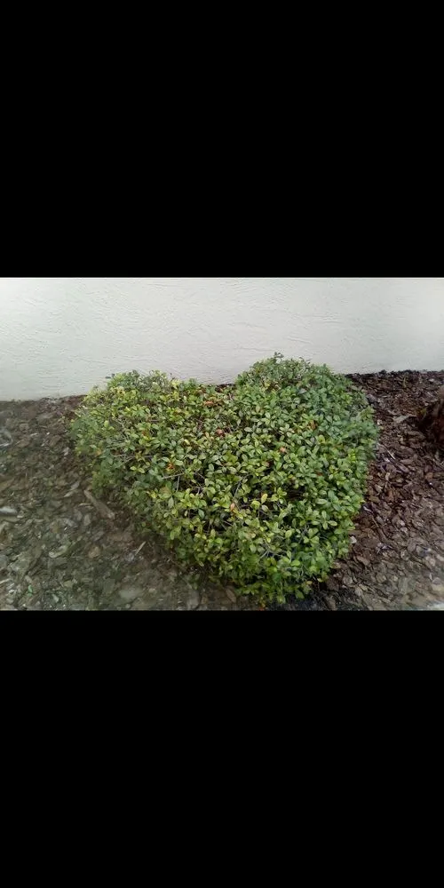 Affordable lawn mowing service for residential properties in Ocklawaha, FL by Precision Trimming