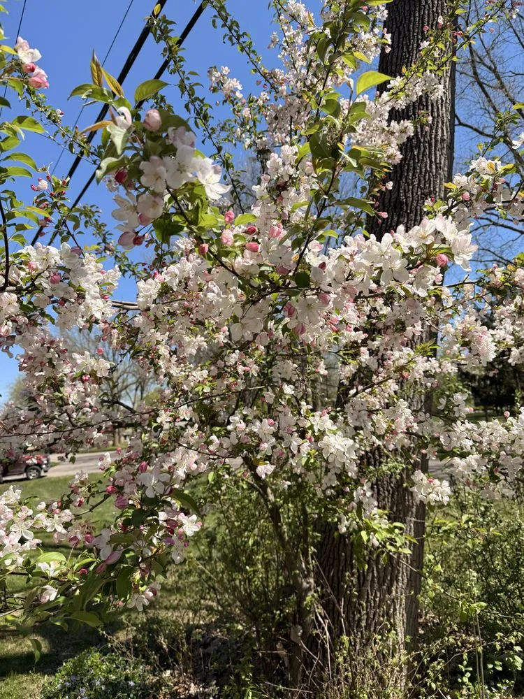 Local yard cleanup service with custom design across Lake Orion, MI - Precision Turfcare & Services
