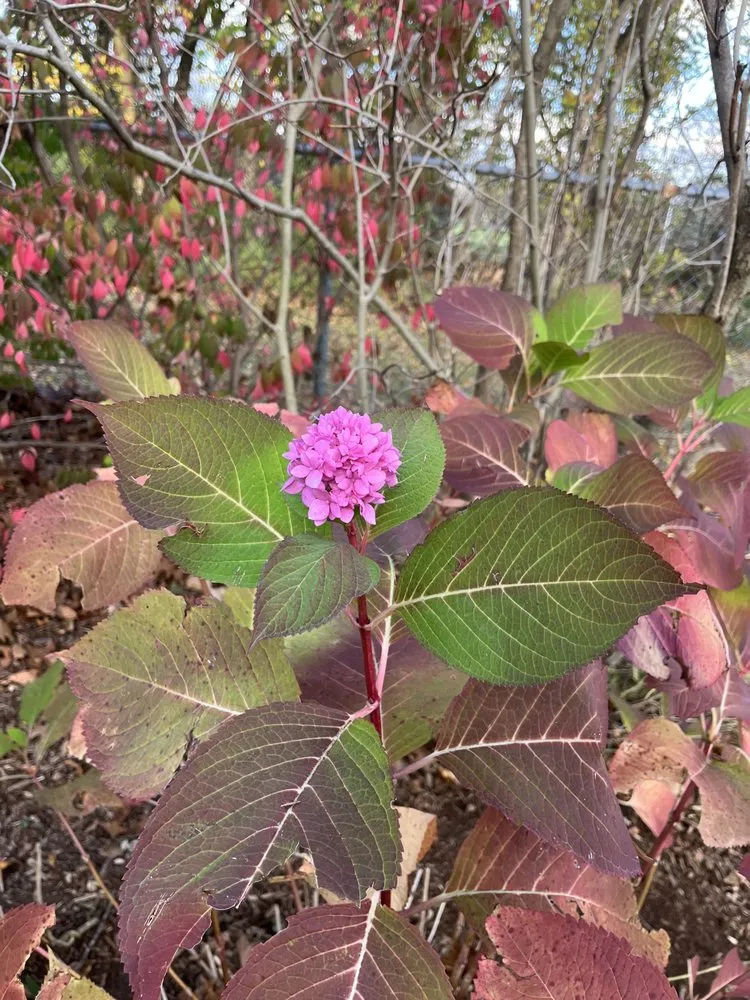 Trusted lawn mowing service in Lake Orion, MI by Precision Turfcare & Services