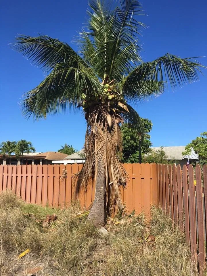 Professional landscape design in Waianae, HI - Precision Yard & Tree Services