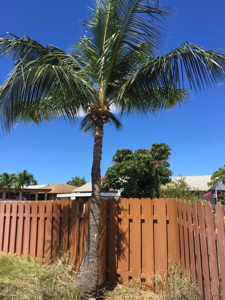 Top-rated outdoor landscaping for beautiful yards in Waianae, HI by Precision Yard & Tree Services