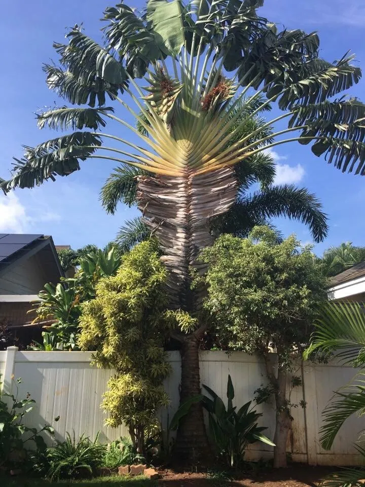 Expert lawn mowing service in Waianae, HI - Precision Yard & Tree Services