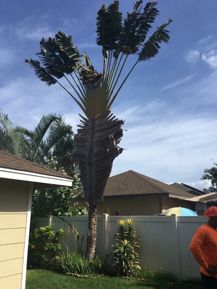 Local landscape design for residential properties across Waianae, HI - Precision Yard & Tree Services