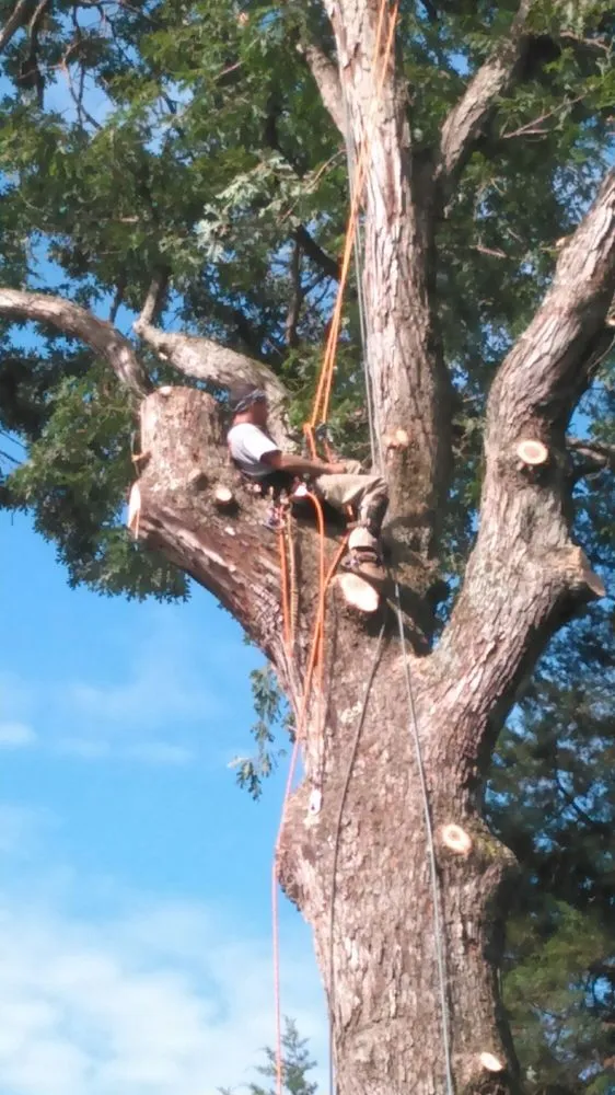 Local lawn care service in Locust Grove, VA by Premier Arbor Services