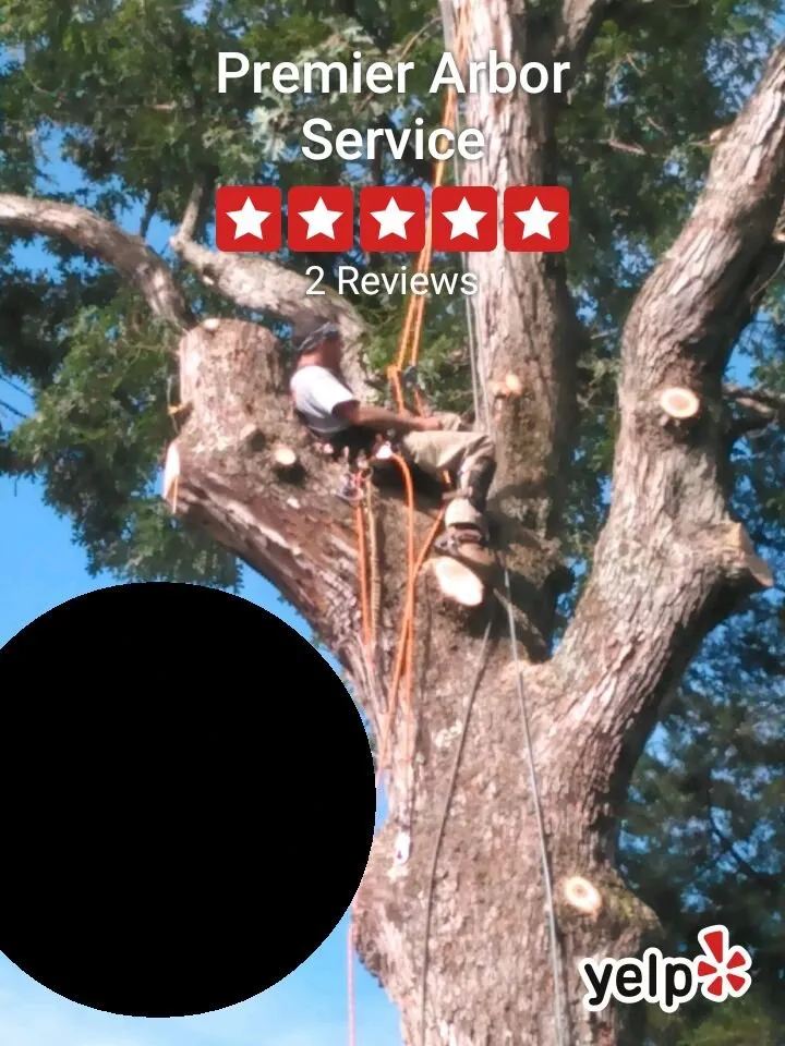 Professional yard maintenance near you across Locust Grove, VA - Premier Arbor Services