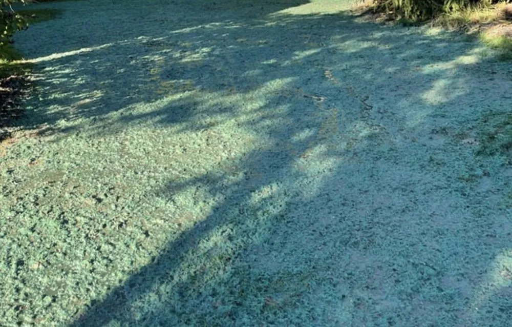 Professional yard cleanup service in Timmonsville, SC by Premier Earthworks