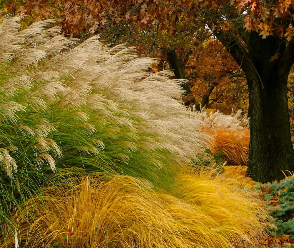 Affordable yard maintenance with custom design in Congerville, IL by Premier Garden Design