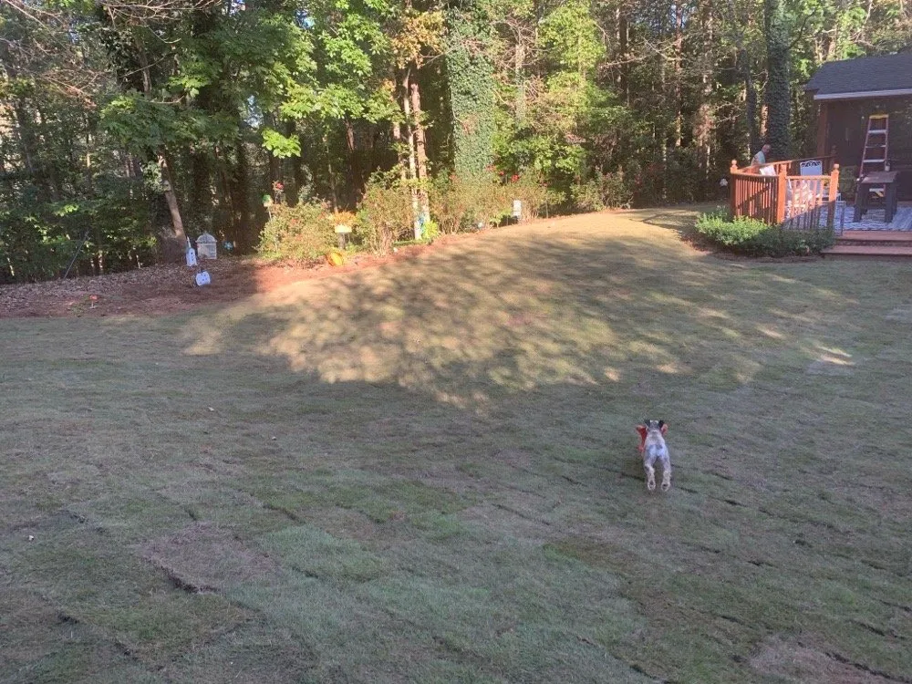 Affordable yard maintenance experts serving Gainesville, GA - Premier Gold Sod Installation