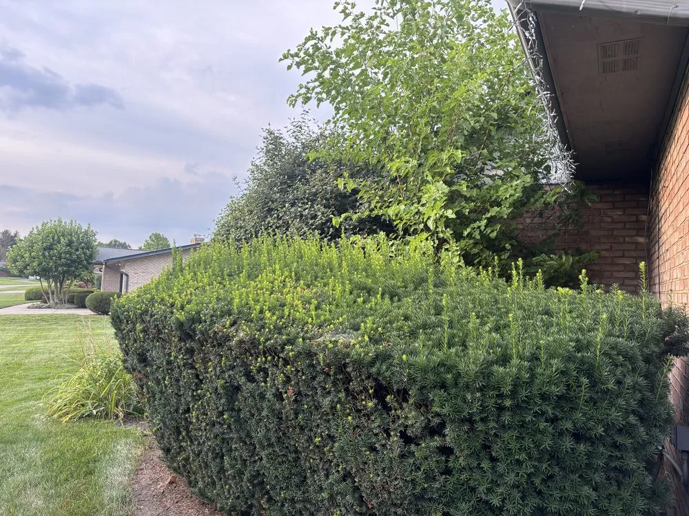 Expert yard maintenance for year-round maintenance in Columbus, OH by Premier Green