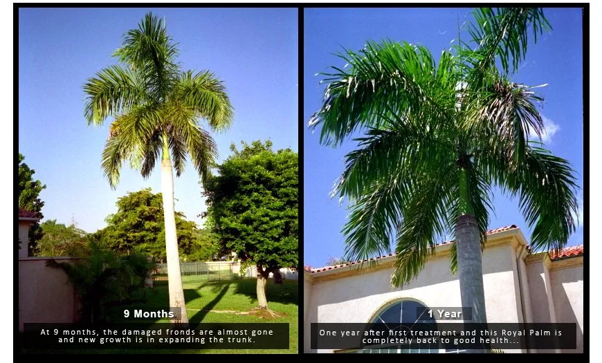 Affordable landscape installation with custom design in Miami, FL by Premier Horticulture