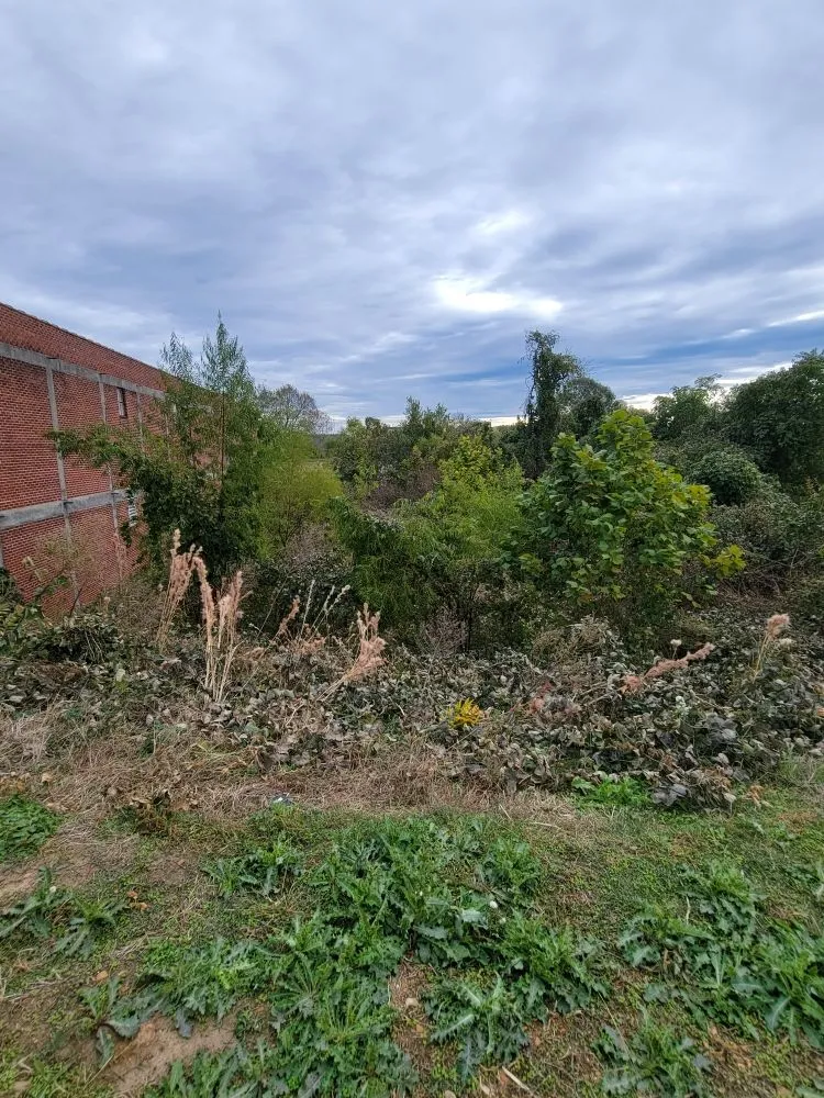 Top-rated yard cleanup service for homes across Brandon, MS - Premier Land Services