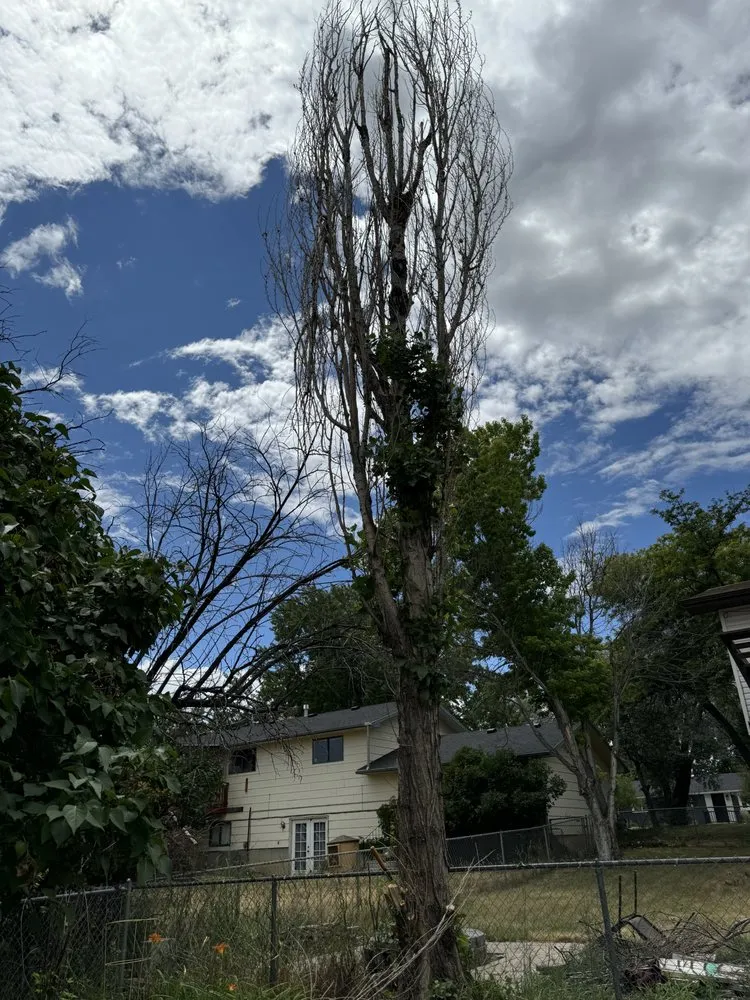 Top-rated yard cleanup service experts serving Billings, MT - Premier Landscape and Tree Service