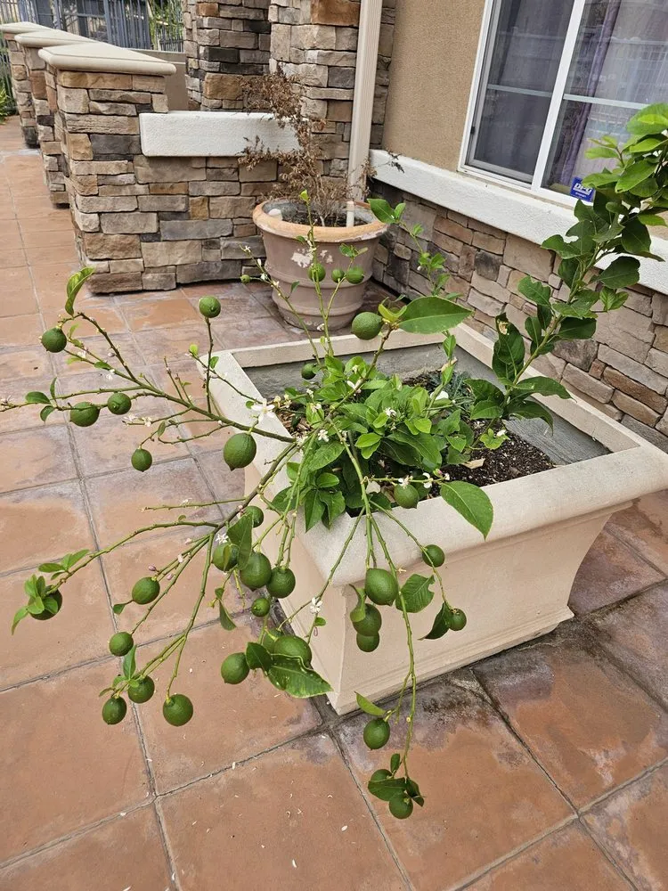 Top-rated garden landscaping in Huntington Beach, CA by Premier Landscape