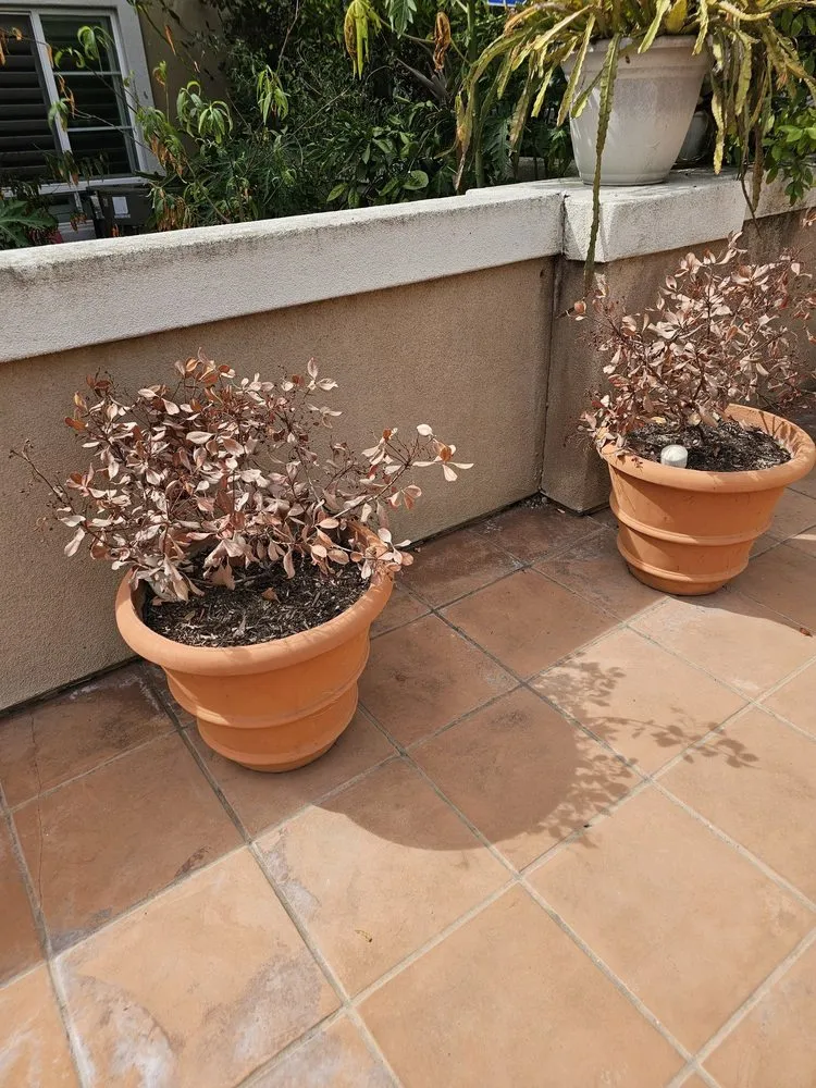 Expert landscape installation for homes in Huntington Beach, CA by Premier Landscape