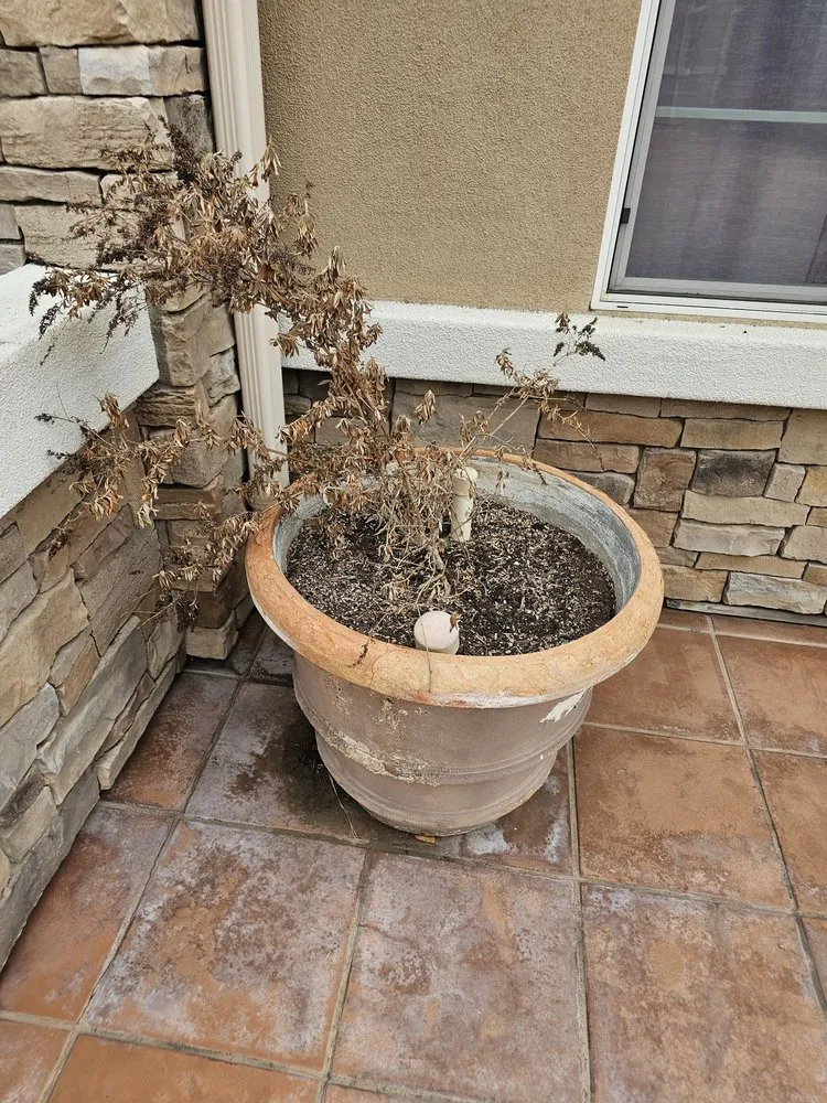 Top-rated landscaping services in Huntington Beach, CA by Premier Landscape