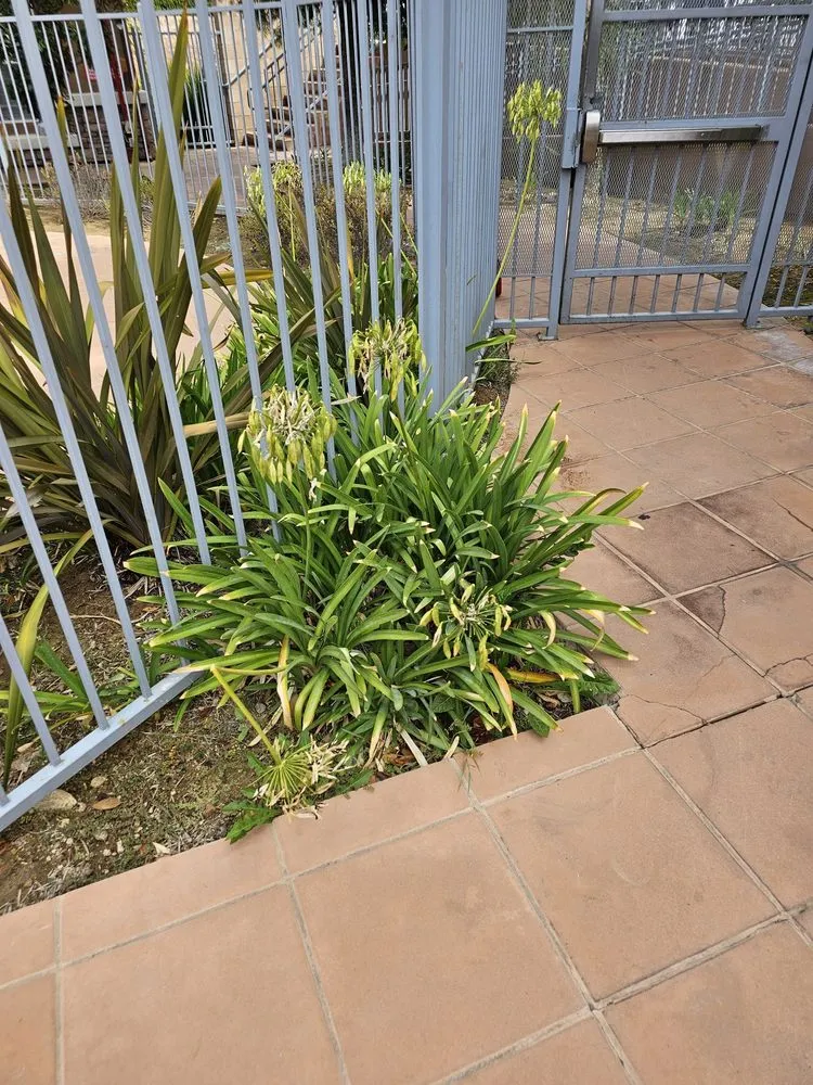 Top-rated residential landscaping for residential properties across Huntington Beach, CA - Premier Landscape