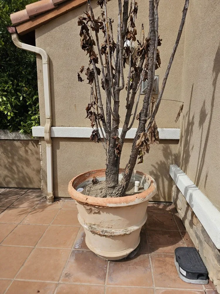 Reliable yard cleanup service for residential properties in Huntington Beach, CA by Premier Landscape