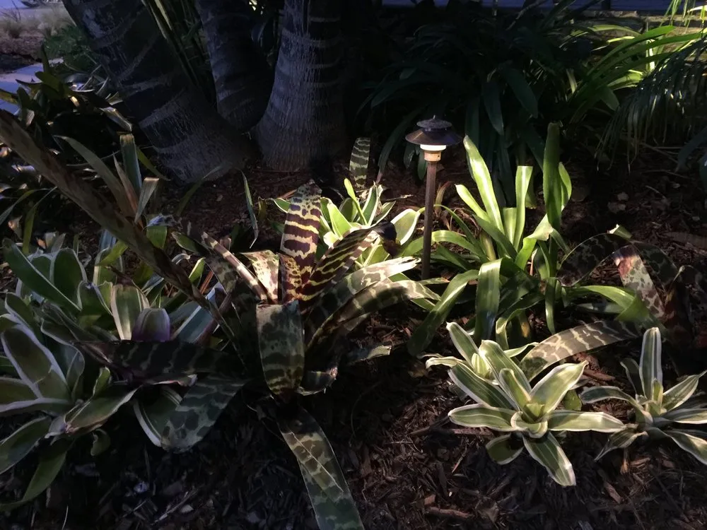 Custom yard maintenance for beautiful yards in Encinitas, CA by Premier Landscape Lighting