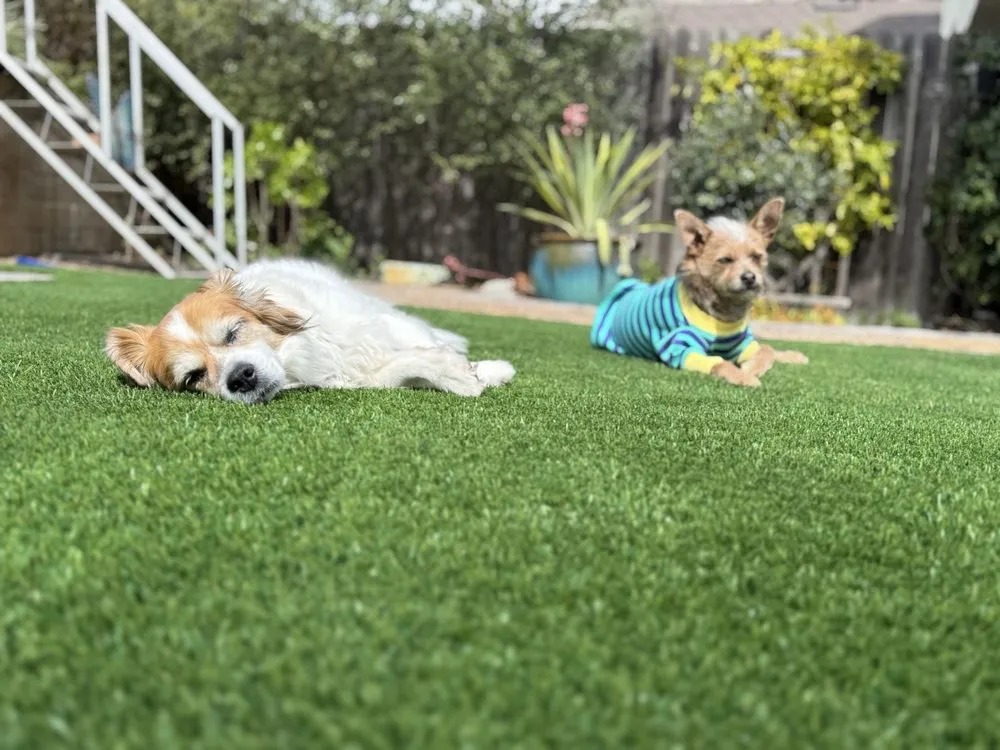 Expert landscaping services experts serving Santa Maria, CA - Premier Landscape