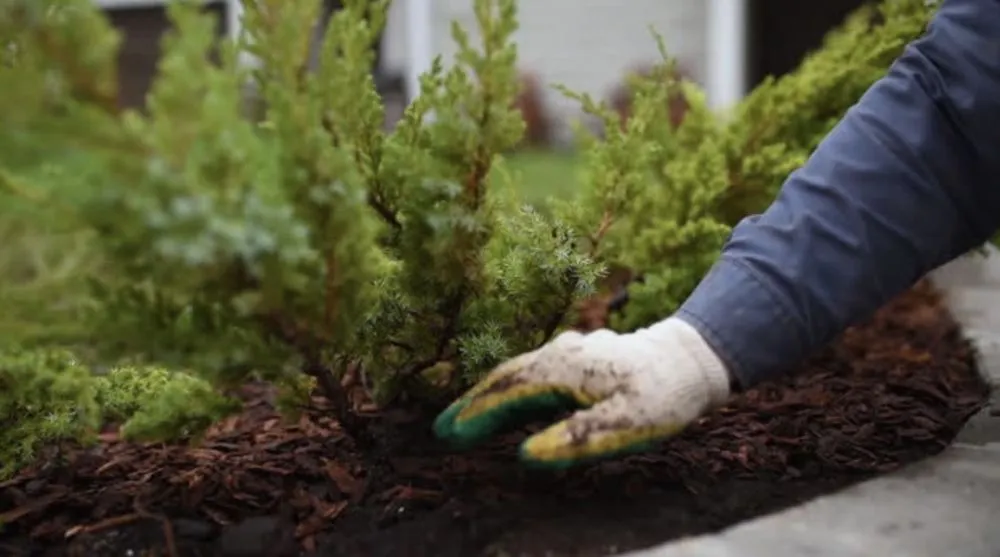 Expert lawn care service in Pekin, IL - Premier Landscape Services