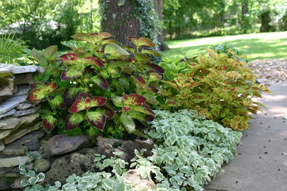 Top-rated yard cleanup service experts serving Branson, MO - Premier Landscapes