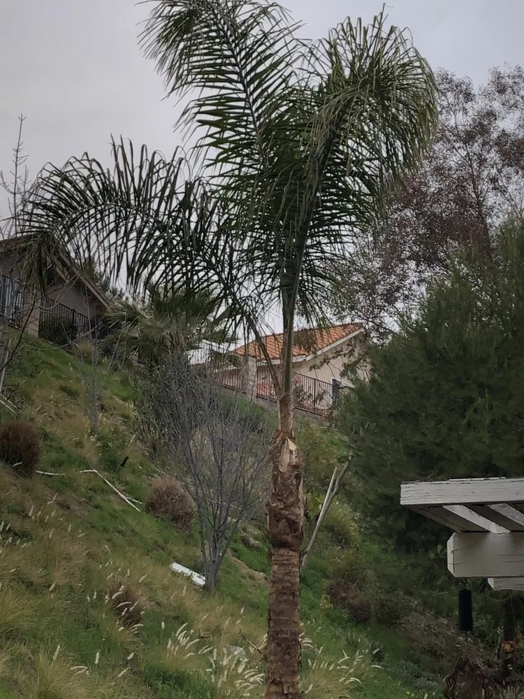 Top-rated outdoor landscaping with custom design across Santa Clarita, CA - Premier Landscaping and Gardening service