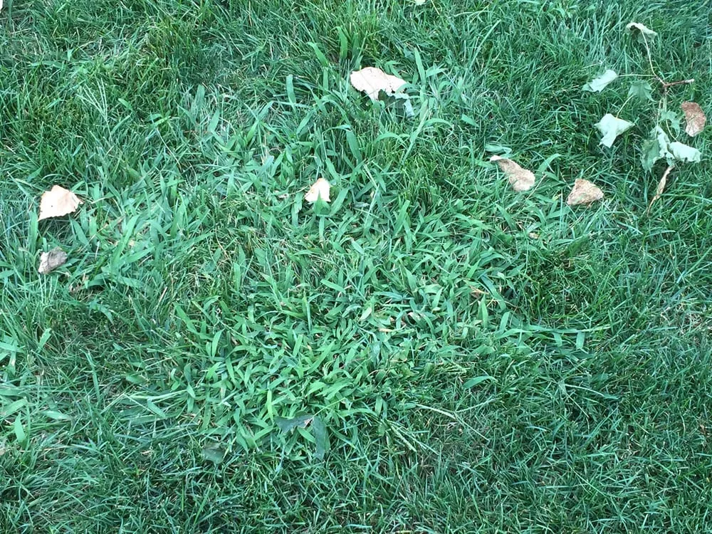 Top-rated garden landscaping for beautiful yards in Elkhart, IN by Premier Landscaping