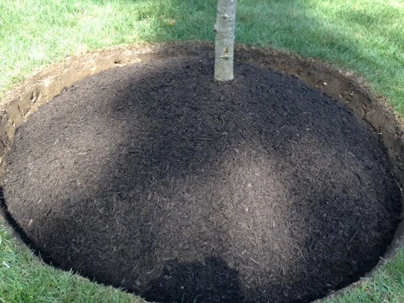 Top-rated landscaping services for beautiful yards in Randolph, MA by Premier Landscaping