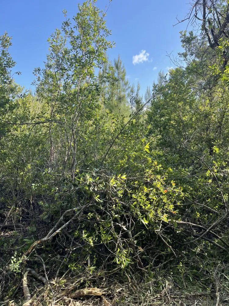 Trusted landscape installation in Cantonment, FL - Premier Landworks