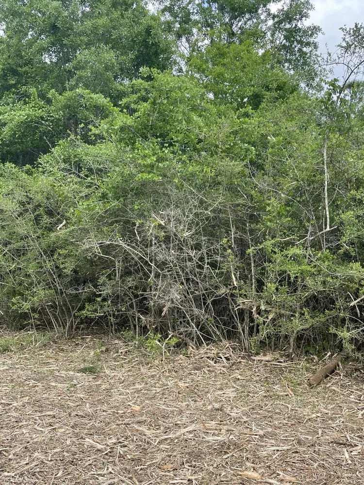 Reliable landscape design in Cantonment, FL - Premier Landworks