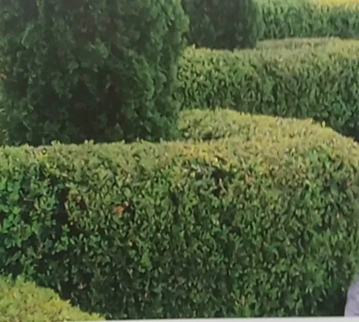 Local residential landscaping for residential properties across Burlington, WI - Premier Lawn & Landscaping Services