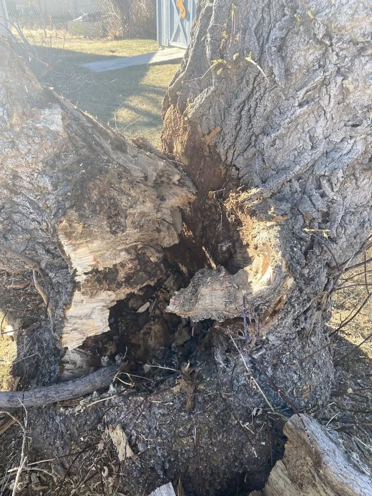 Expert lawn care service for homes in Cheyenne, WY by Premier Lawn And Tree Care