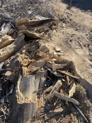 Premier Lawn And Tree Care Logo