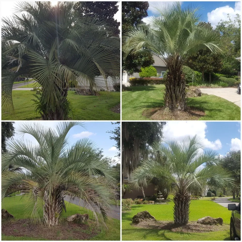 Reliable lawn mowing service for outdoor upgrades in High Springs, FL by Premier Lawn Care