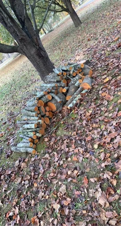 Custom landscaping services with custom design in Arab, AL by Premier Lawn Management