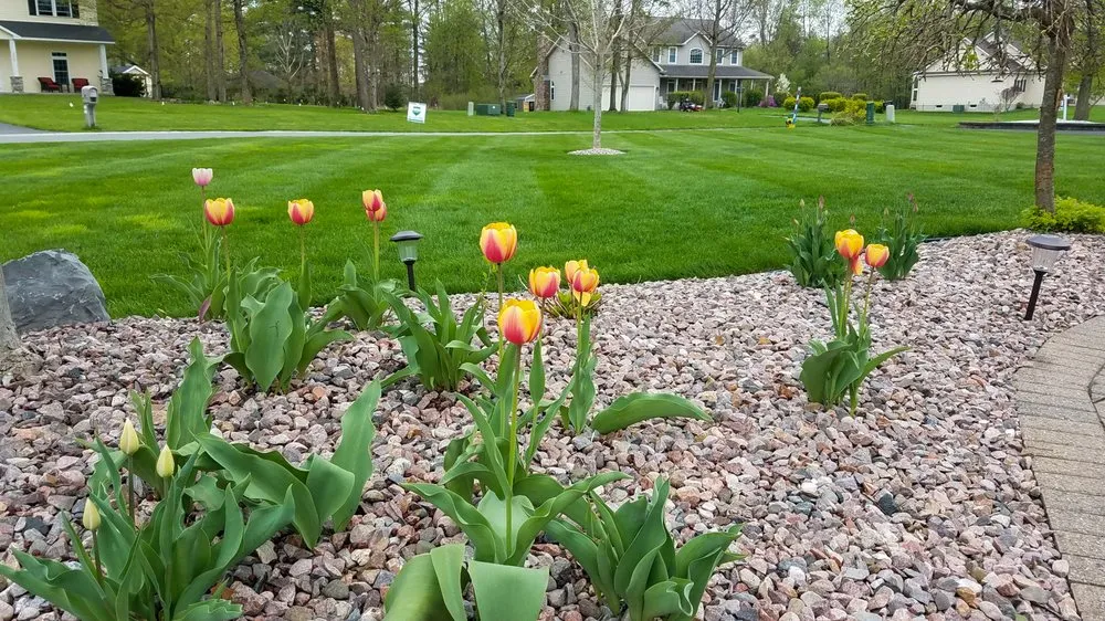 Reliable landscape design in Kirkville, NY - Premier Lawn Services