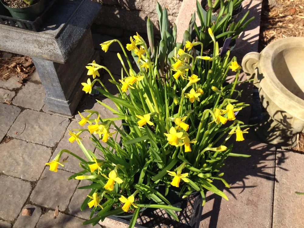 Professional landscaping services near you across Ozark, MO - Premier Mowing & Tree Service