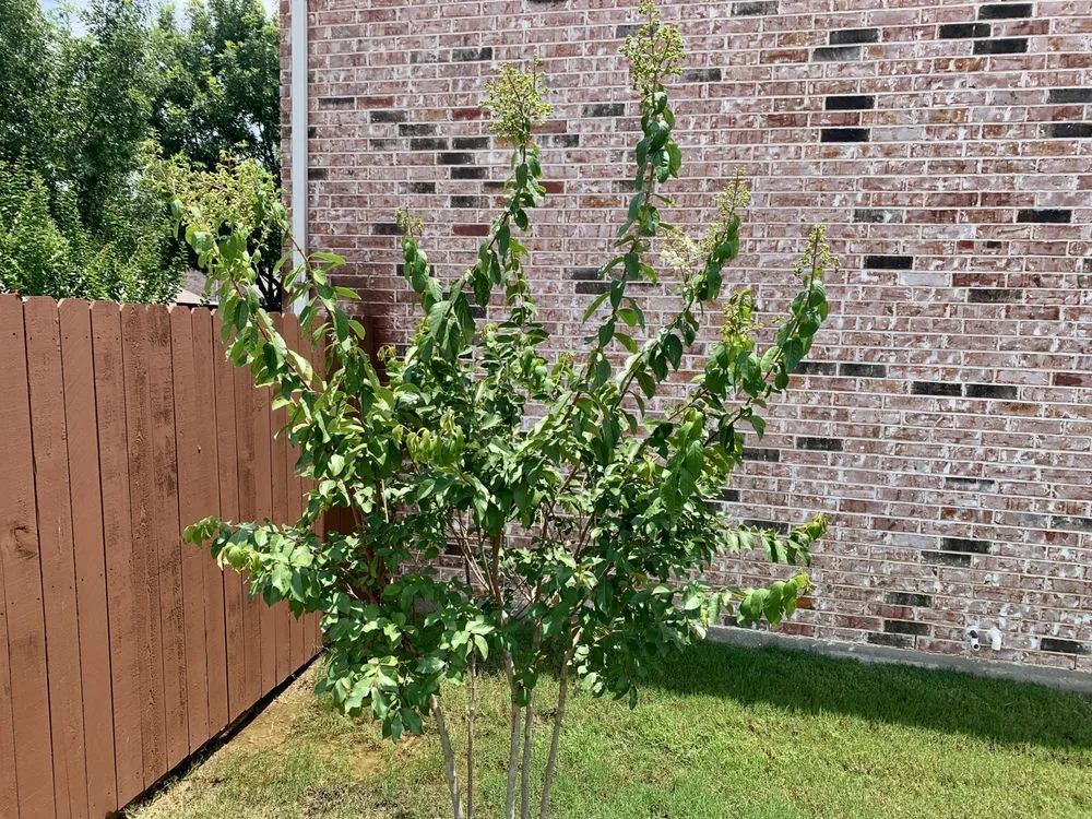 Affordable landscape design in Euless, TX by Premier Nursery