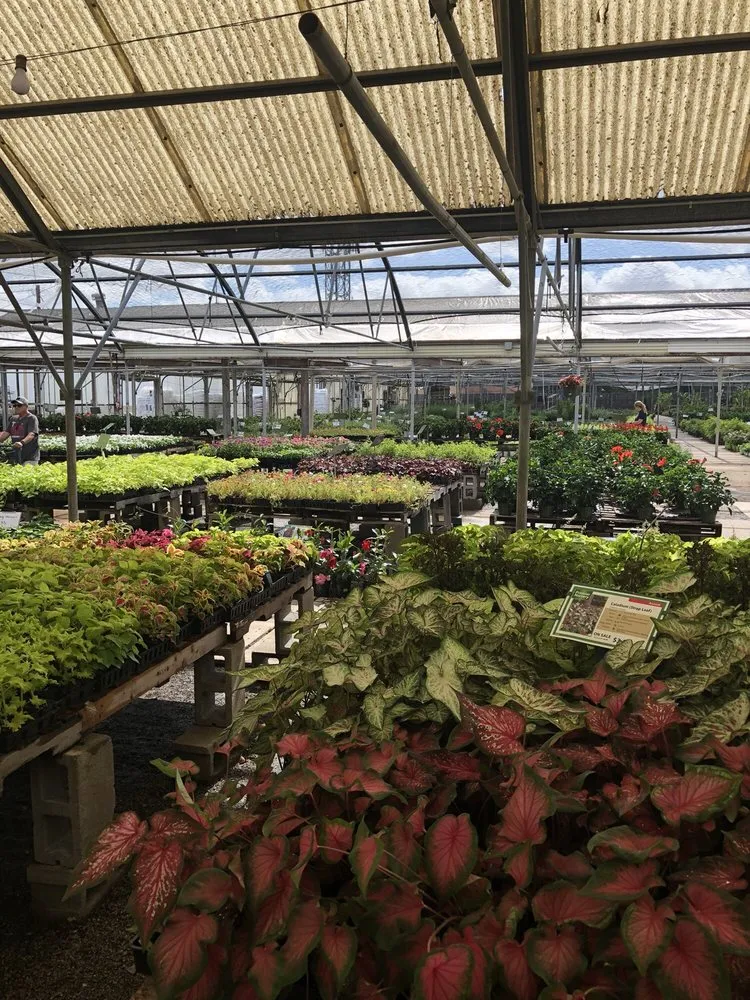 Affordable yard cleanup service for year-round maintenance in Euless, TX by Premier Nursery