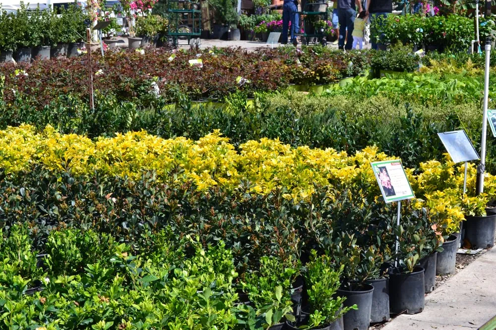 Reliable landscape design with custom design in Euless, TX by Premier Nursery