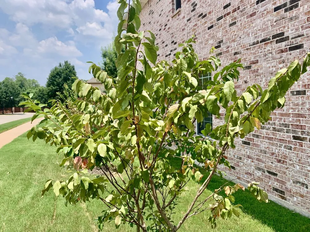 Custom landscape installation experts serving Euless, TX - Premier Nursery