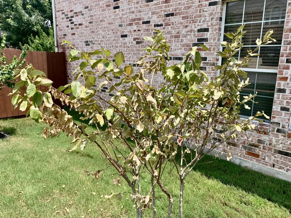 Trusted residential landscaping for outdoor upgrades across Euless, TX - Premier Nursery