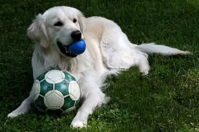 Expert landscape design in Fort Worth, TX - Premier Oaks Landscape Management