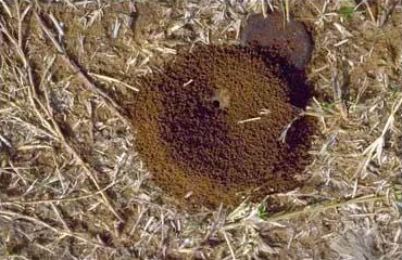 Professional residential landscaping for residential properties across Naples, FL - Premier Pest Management