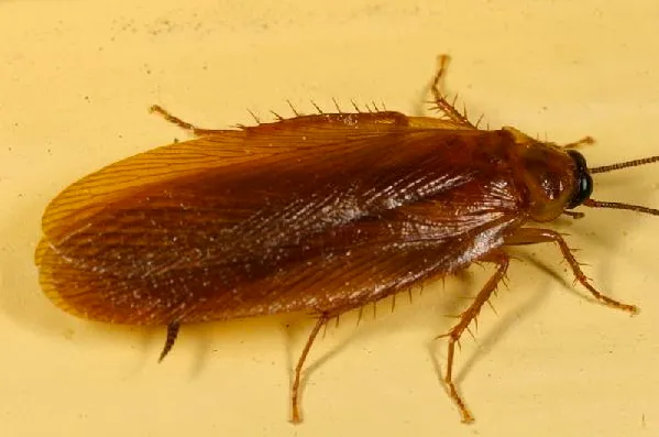 Top-rated lawn care service for residential properties across Naples, FL - Premier Pest Management