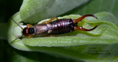 Top-rated landscaping services in Naples, FL by Premier Pest Management