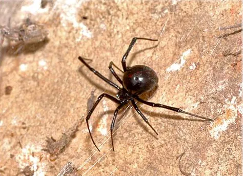 Custom landscape installation experts serving Naples, FL - Premier Pest Management