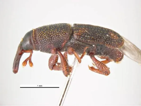 Expert lawn mowing service in Naples, FL - Premier Pest Management