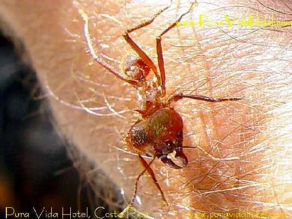 Affordable garden landscaping for year-round maintenance in Naples, FL by Premier Pest Management