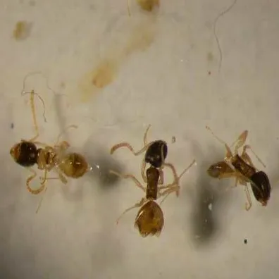 Reliable landscape installation for homes in Naples, FL by Premier Pest Management